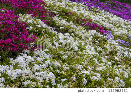 薄荷櫻桃樹 135968581