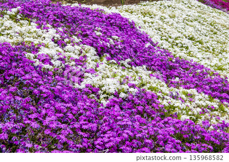 Moss phlox  135968582