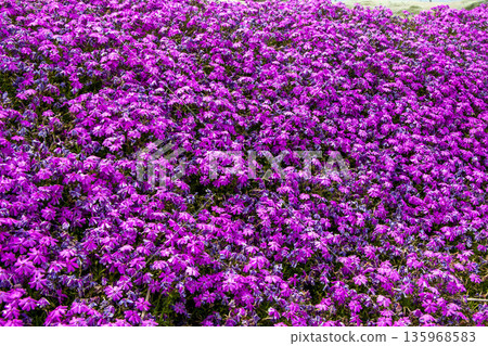 Moss phlox  135968583
