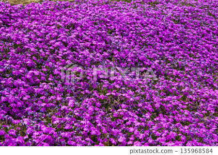 Moss phlox  135968584