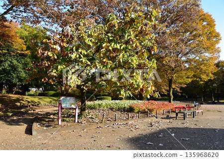 相模原市:神奈川縣立相模原公園的秋葉、步道與花壇 相模原市:神奈川縣立相模原公園的秋葉、步道與花壇 135968620