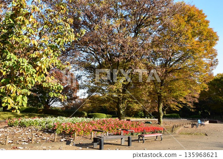 Sagamihara City: Autumn leaves, walking paths, and flower beds at Kanagawa Prefectural Sagamihara Park 135968621