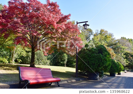 Sagamihara City: Autumn leaves and walking paths at Kanagawa Prefectural Sagamihara Park 135968622