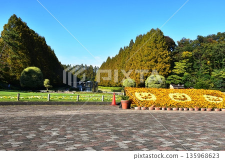 Sagamihara City: Walking paths and metasequoia trees lined with autumn foliage in Kanagawa Prefectural Sagamihara Park 135968623