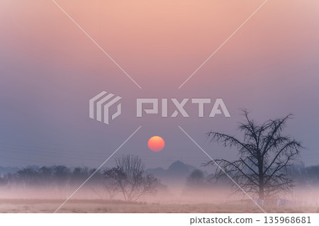 埼玉縣清晨，春霧籠罩下的美沼稻田景色 135968681