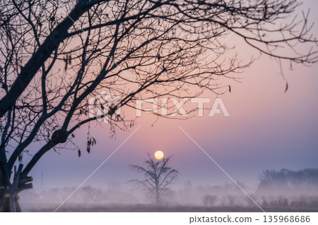 "Saitama Prefecture" Early morning scenery of the Minuma rice fields shrouded in spring haze "Saitama Prefecture" Early morning scenery of the Minuma rice fields shrouded in spring haze 135968686