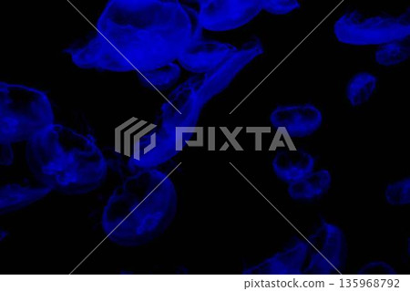 jellyfish jellyfish 135968792