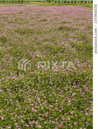 虹膜的花 虹膜的花 135968856