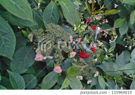 繡球花和燈籠樹的紅色漿果點綴著京都的庭院——一幅日本夏日景象。 繡球花和燈籠樹的紅色漿果點綴著京都的庭院——一幅日本夏日景象。 135969019