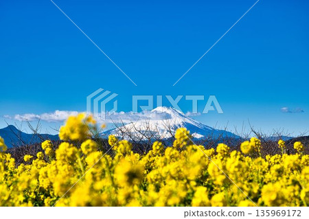 油菜花和富士山 油菜花和富士山 135969172