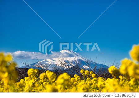 春天的使者:油菜花與富士山 春天的使者:油菜花與富士山 135969173
