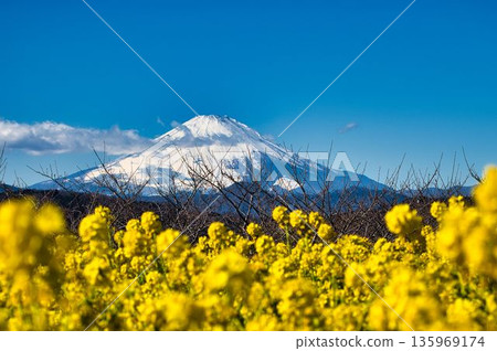 春油菜花田和白雪皚皚的富士山 春油菜花田和白雪皚皚的富士山 135969174