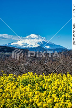 初春時節從東山公園眺望的景色 初春時節從東山公園眺望的景色 135969175