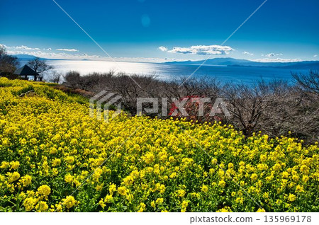 Mount Azuma in early winter, with views all the way to the Izu Peninsula 135969178