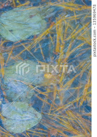 Winter image: Leaves in the ice Winter image: Leaves in the ice 135969478