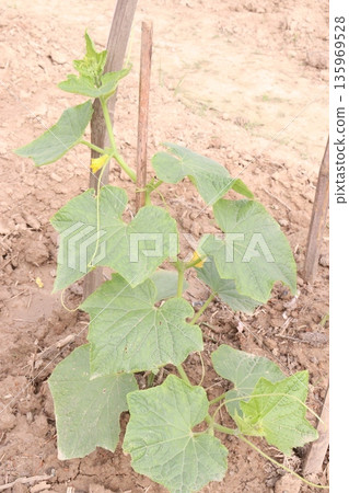 Cucumber tree plant on farm for harvest Cucumber tree plant on farm for harvest 135969528