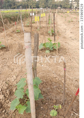 Cucumber tree plant on farm for harvest 135969529