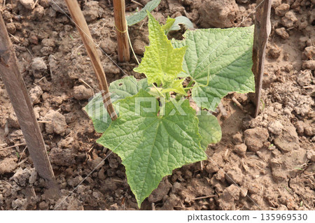 Cucumber tree plant on farm for harvest Cucumber tree plant on farm for harvest 135969530