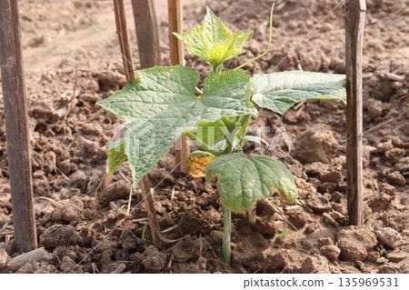 Cucumber tree plant on farm for harvest Cucumber tree plant on farm for harvest 135969531