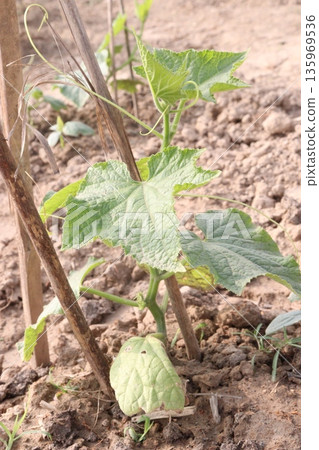Cucumber tree plant on farm for harvest Cucumber tree plant on farm for harvest 135969536