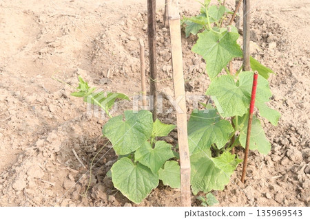Cucumber tree plant on farm for harvest Cucumber tree plant on farm for harvest 135969543