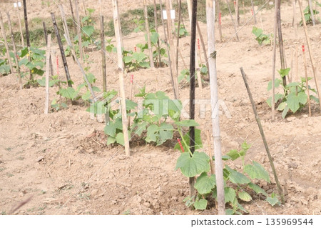 Cucumber tree plant on farm for harvest 135969544