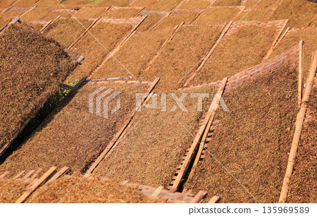Tobacco Leaves Drying Under Sunlight, Displayed on Racks, Showcasing Traditional Agricultural Practices for Microstock Use Tobacco Leaves Drying Under Sunlight, Displayed on Racks, Showcasing Traditional Agricultural Practices for Microstock Use 135969589