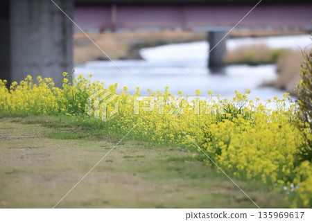 路邊的油菜花 135969617