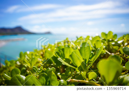 Hawaii Waikiki Beach Blue sea and sky resort scenery Hawaii Waikiki Beach Blue sea and sky resort scenery 135969714