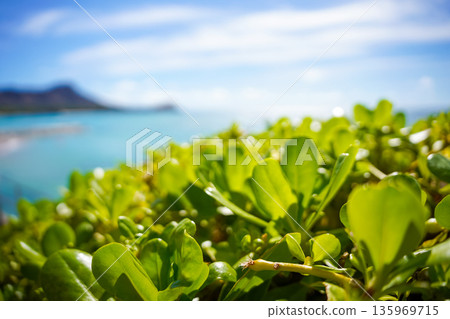 Hawaii Waikiki Beach Blue sea and sky resort scenery Hawaii Waikiki Beach Blue sea and sky resort scenery 135969715