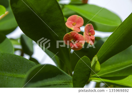 This is a close-up of a Euphorbia milii in bloom. 135969892