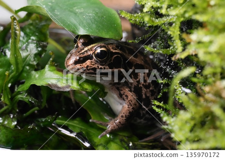 隱藏的東京達摩蛙 135970172