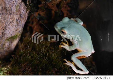 Yaeyama frog 135970174