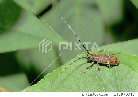 Lady Beetle Kamikiri 135970315