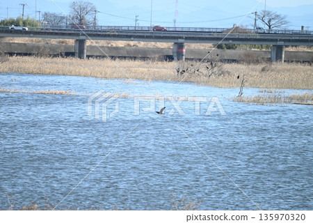大鸕鶿聚集在水邊 135970320