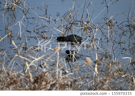 Great cormorants gathering at the water's edge 135970335