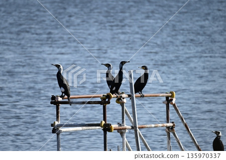 Great cormorants gathering at the water's edge Great cormorants gathering at the water's edge 135970337