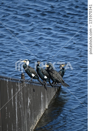 Great cormorants gathering at the water's edge 135970341