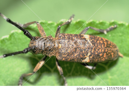 Lady Beetle Kamikiri 135970364