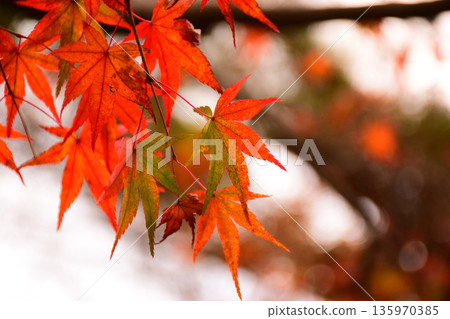 鮮紅的楓葉圖片 135970385