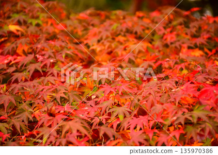 鮮紅的楓葉圖片 135970386