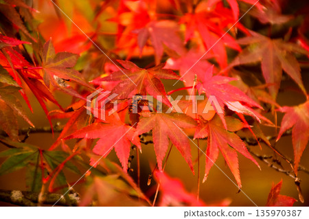 鮮紅的楓葉圖片 135970387