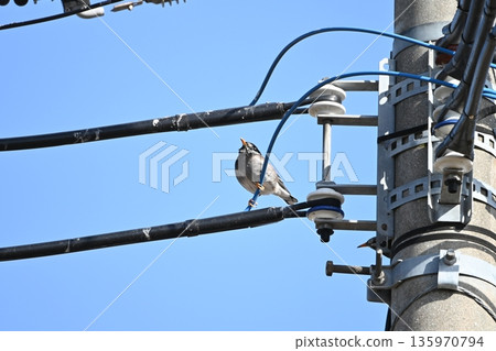 A starling resting on the wire of a utility pole with a blue sky in the background 135970794