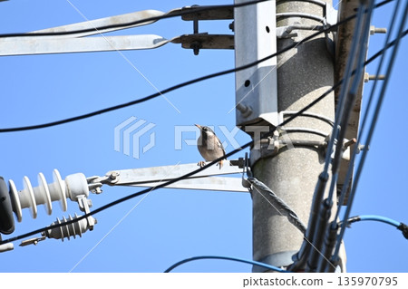 A starling resting on the wire of a utility pole with a blue sky in the background A starling resting on the wire of a utility pole with a blue sky in the background 135970795