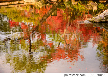 Autumn leaves at Eikando Zenrinji Temple in Kyoto Prefecture. Image of autumn leaves reflected on the water surface. 135970856