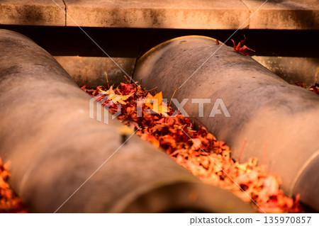 京都府永觀堂禪林寺的秋葉。楓葉飄落在瓦片上。 京都府永觀堂禪林寺的秋葉。楓葉飄落在瓦片上。 135970857