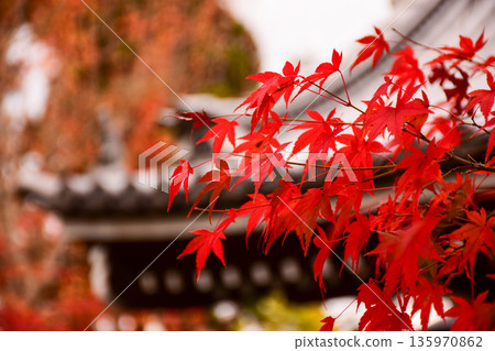 京都府永觀堂禪林寺的秋葉 京都府永觀堂禪林寺的秋葉 135970862