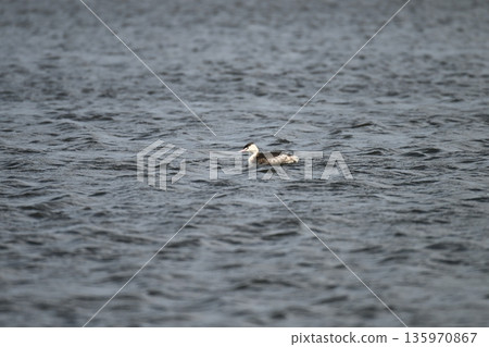 A great crested grebe swims alone across a vast lake A great crested grebe swims alone across a vast lake 135970867