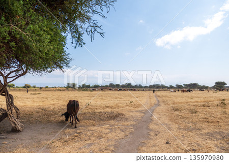 Cattle from a local masai tribe 135970980