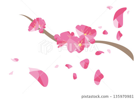 Plum blossom branches 135970981